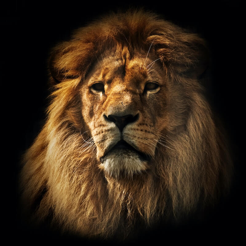 Majest calm lion looking towards you